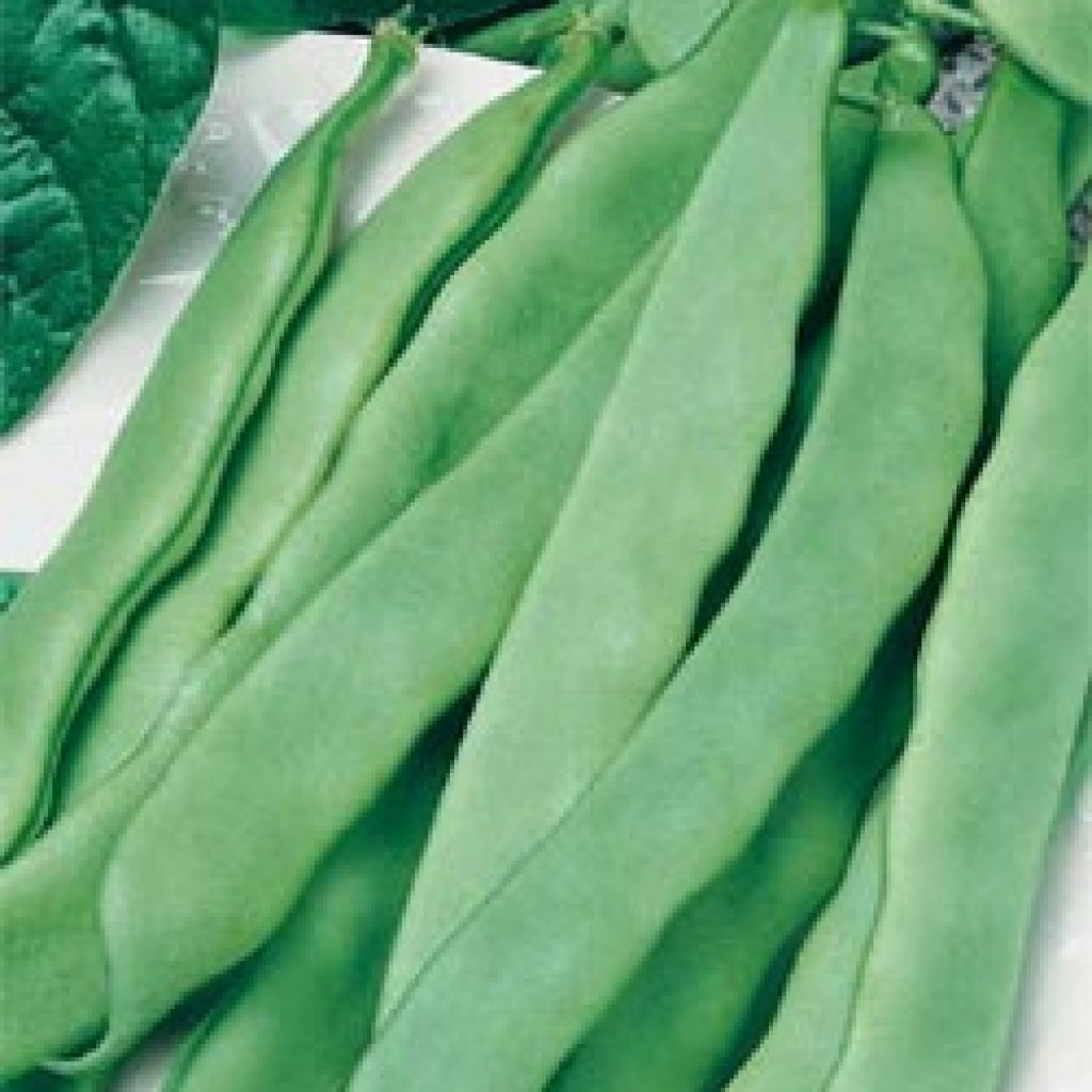 Bush Bean Roma Weston seed