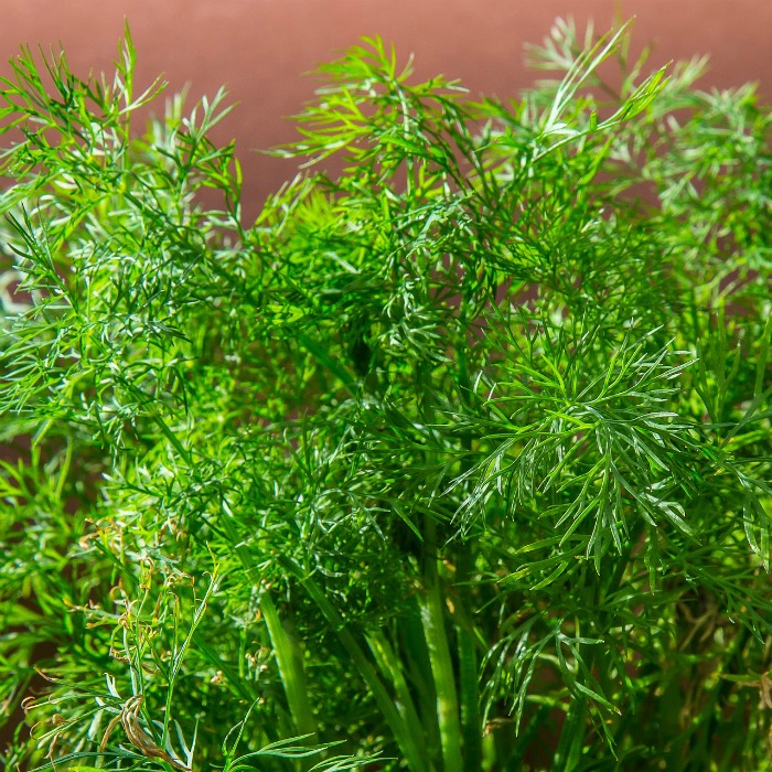 Dill Herb Weston seed